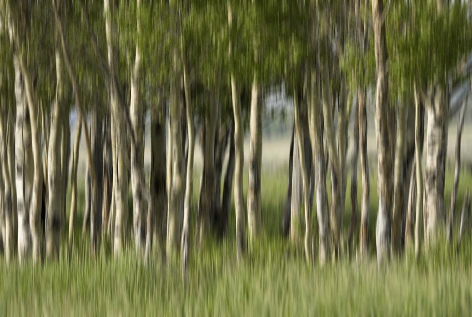 Shimmering Aspens.jpg